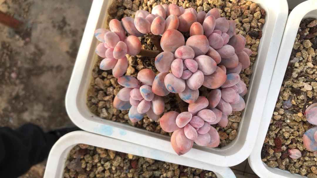 弥漫专拍香水多肉