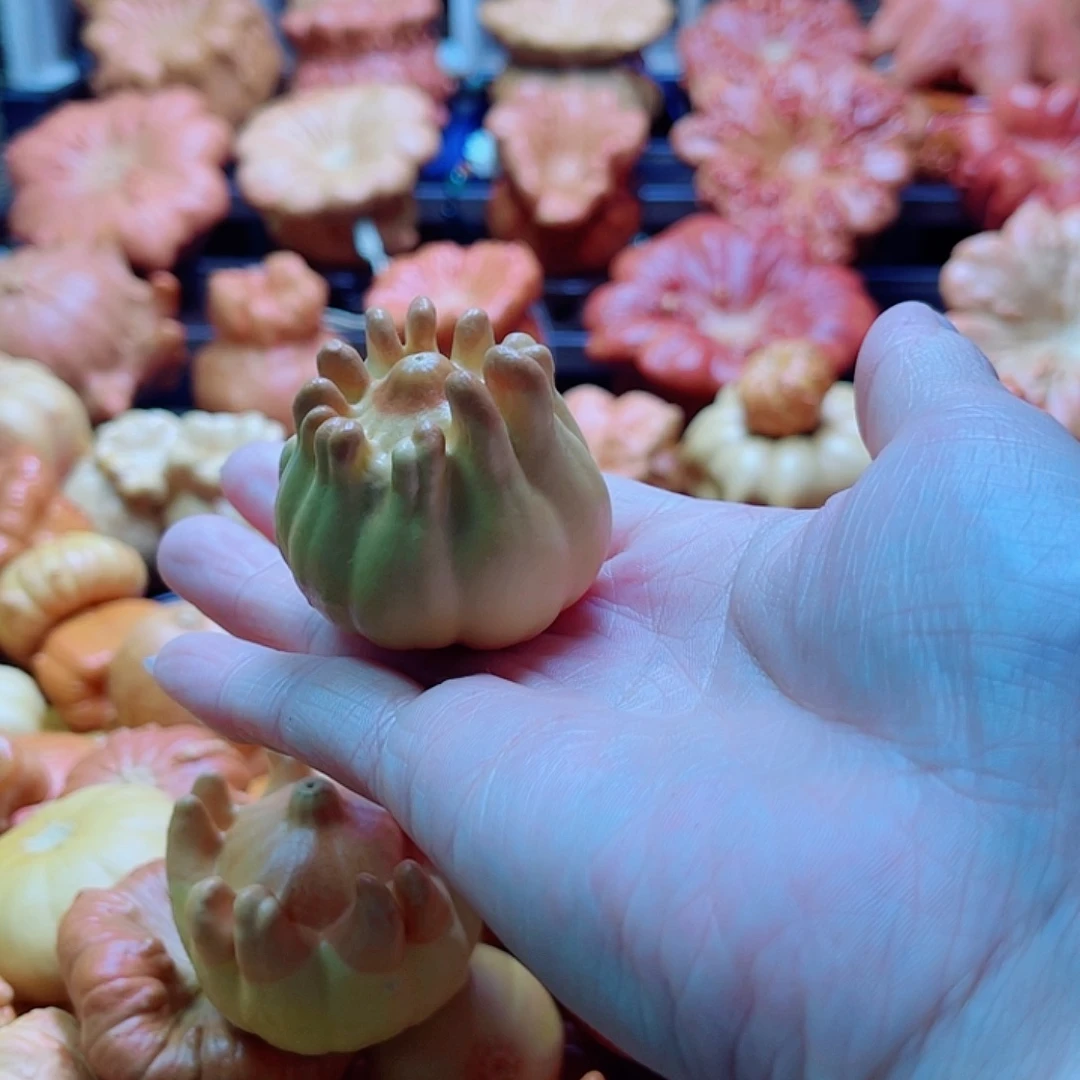 陆***杨陶瓷墨西哥葫芦可盘可摆