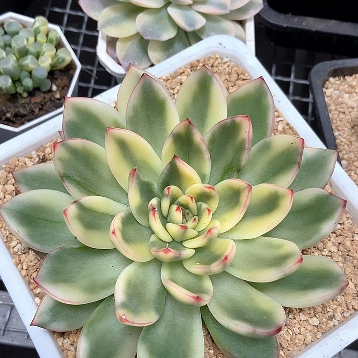 骑兵锦多肉植物的