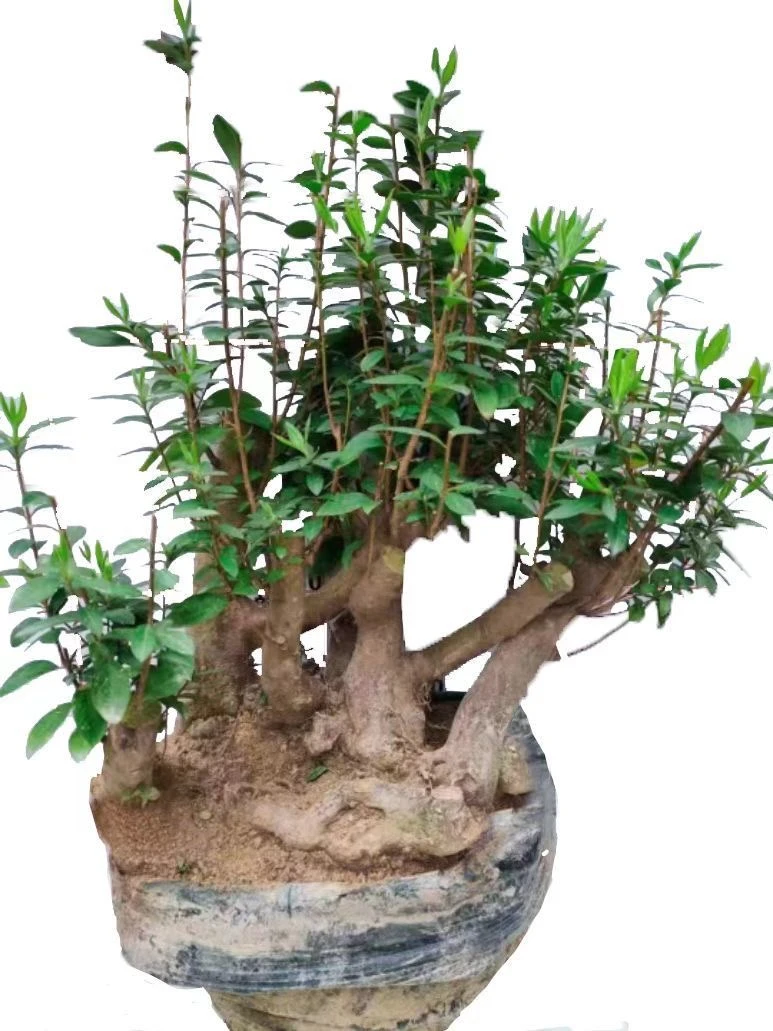 映山红盆景绿植花卉