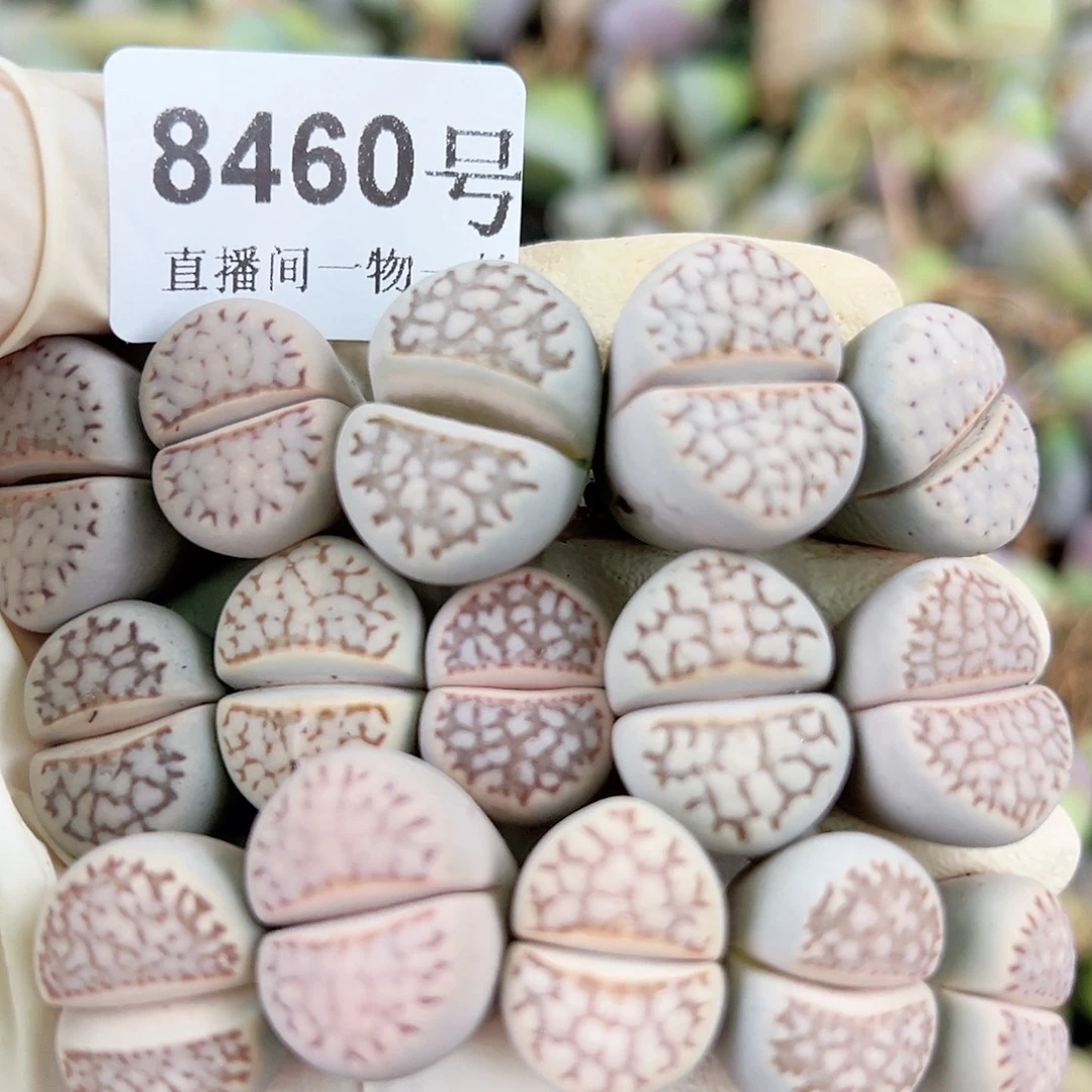 8460 好养易活生石花大母本15个