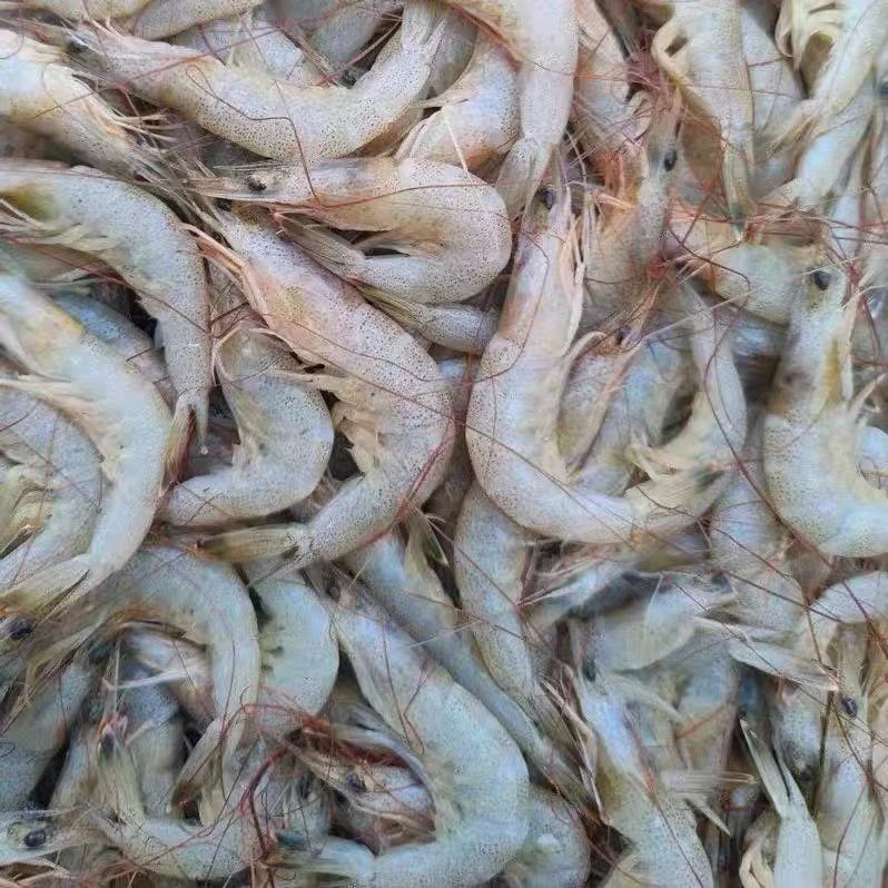 连云港产地直发 新鲜小白虾 独立包装 每包一斤