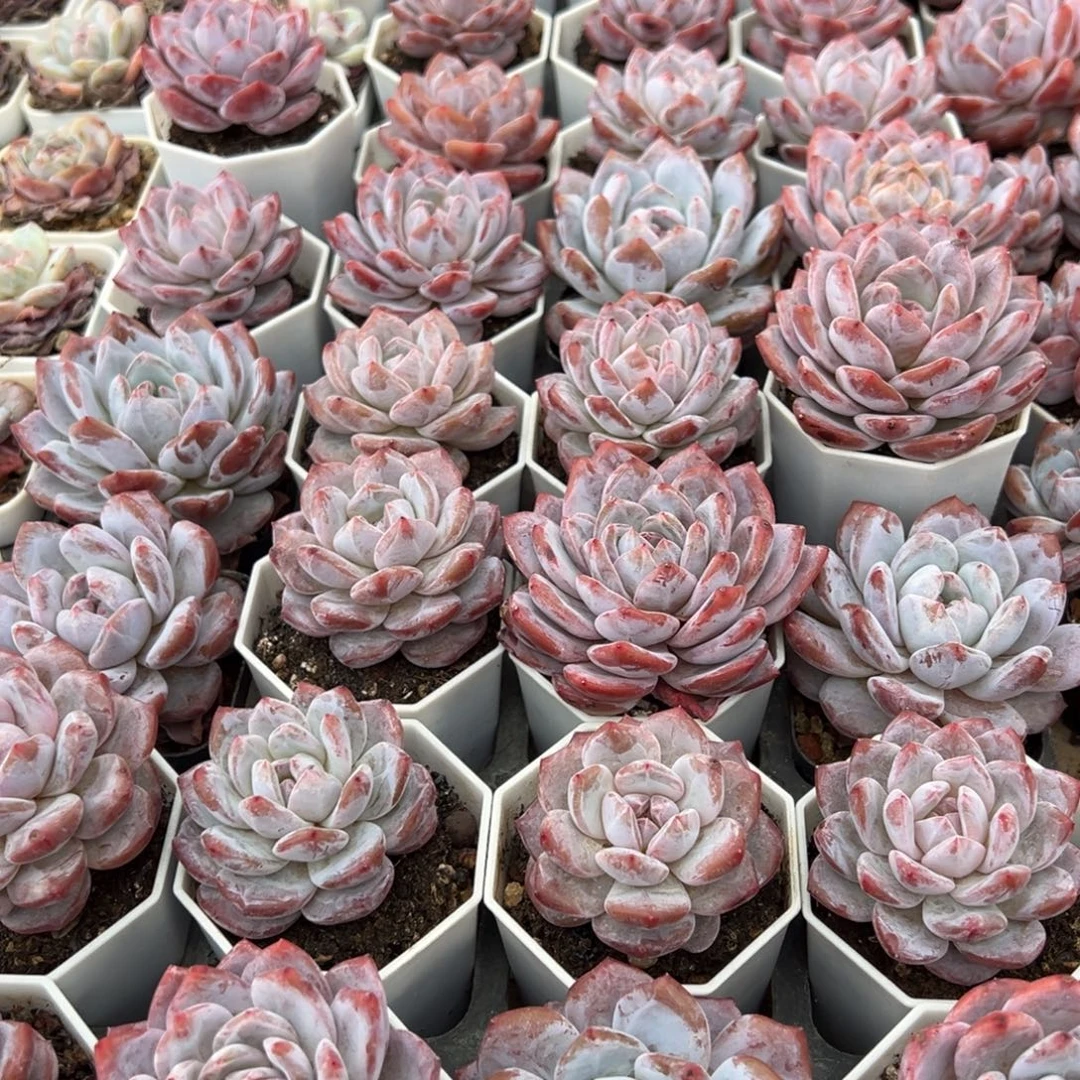 八个单头任意组合