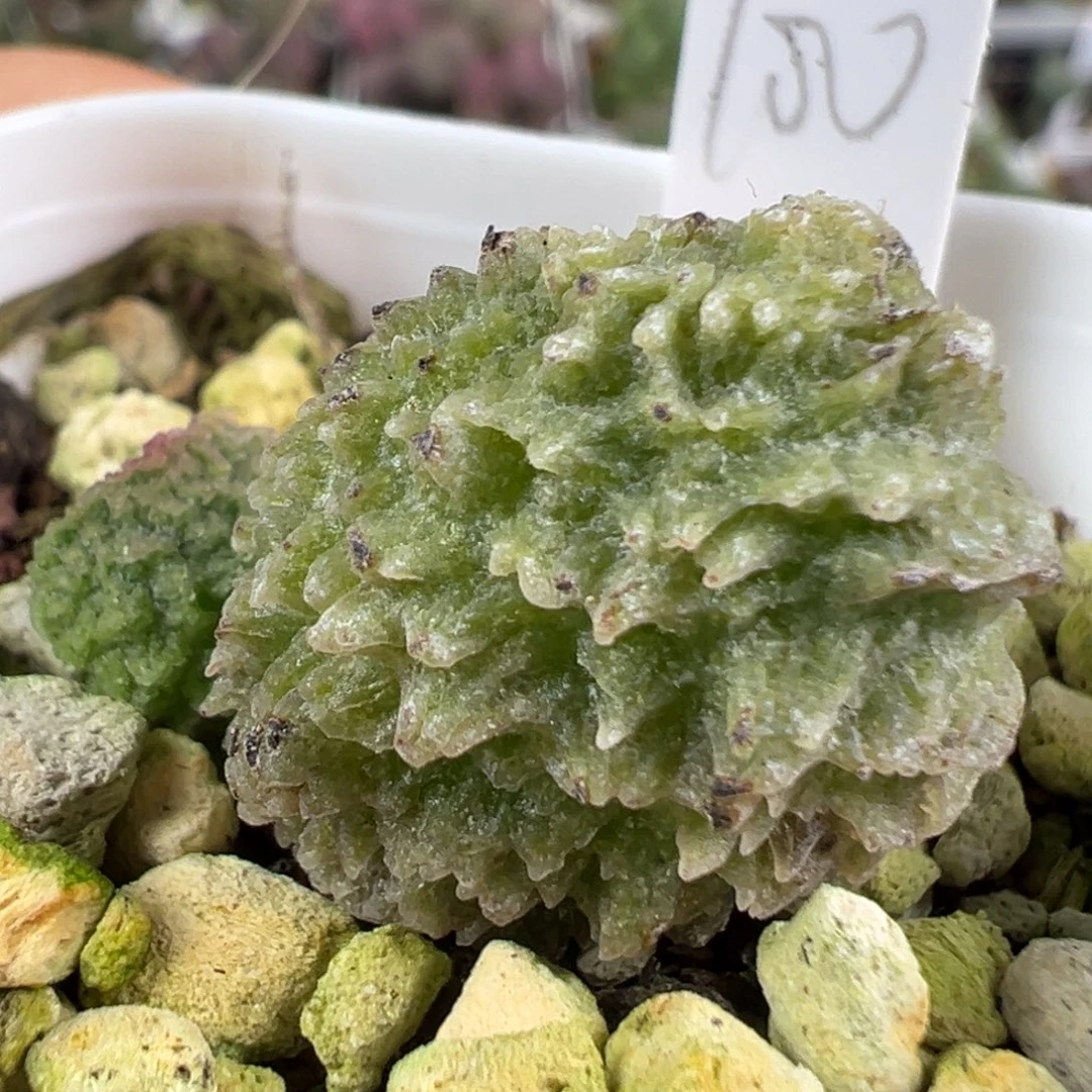 w大爆炸刺款实生新品