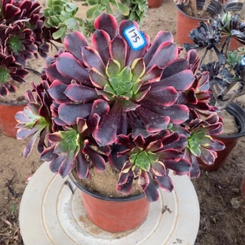 欧嘉莉捧花一物一拍