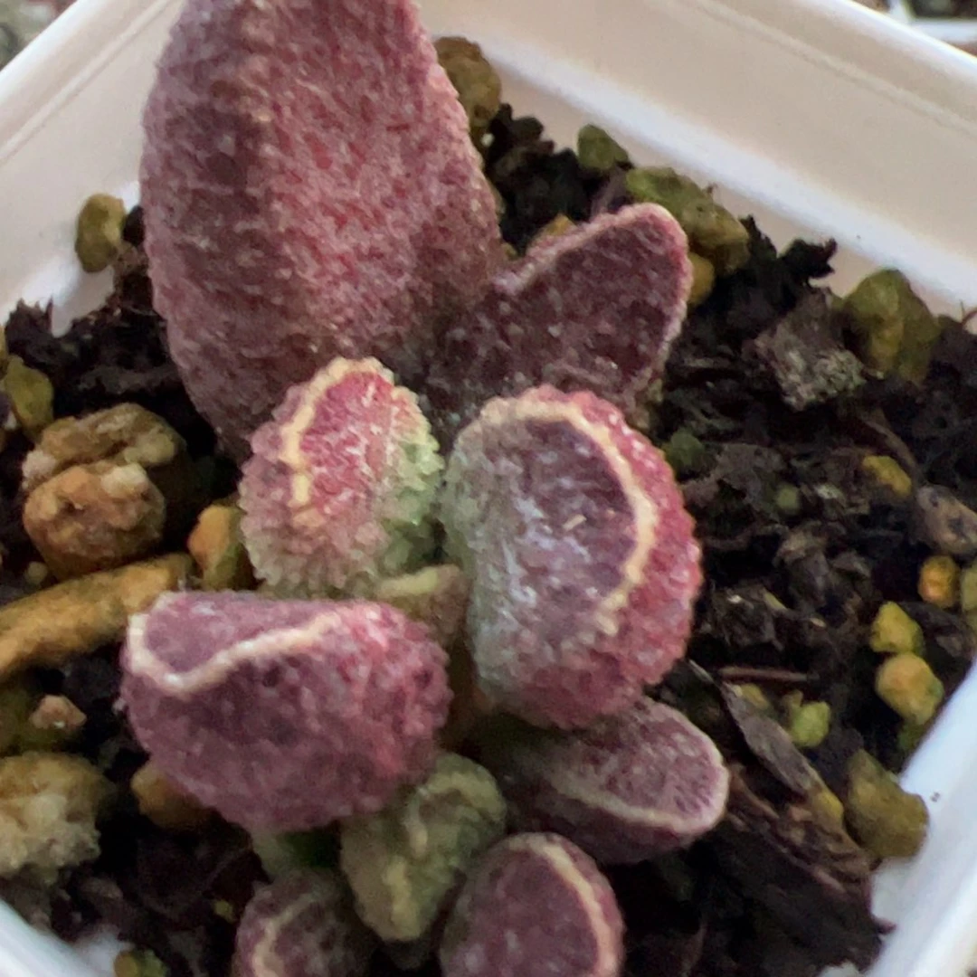 紫猪肝大苗多肉植物水泡