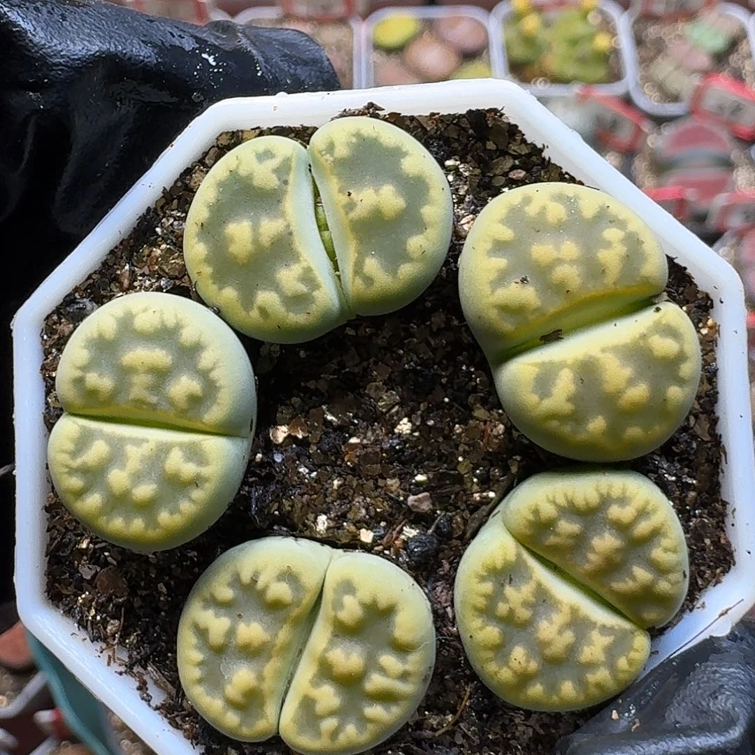 生石花111111。   131