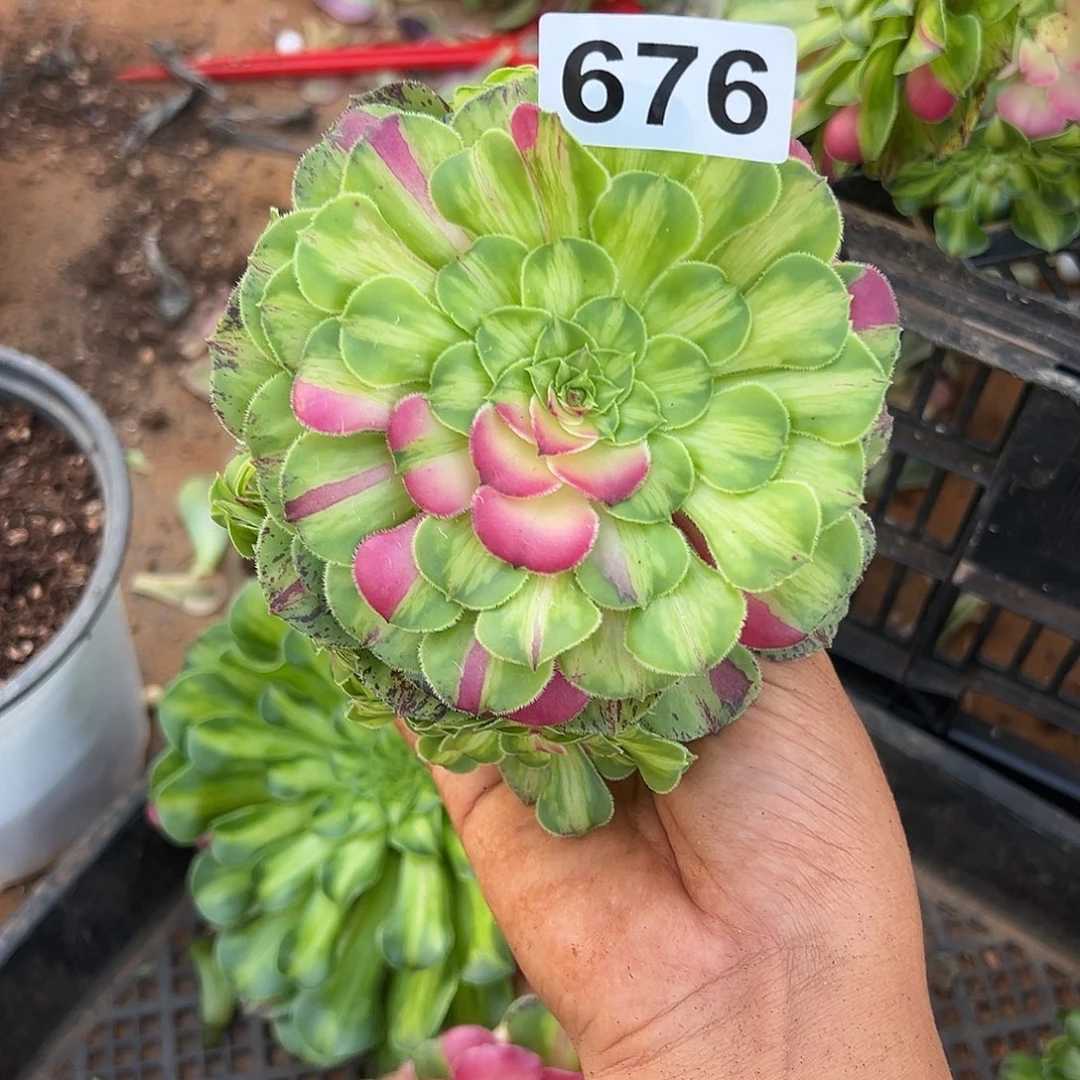 用***9精品多肉植物676知否