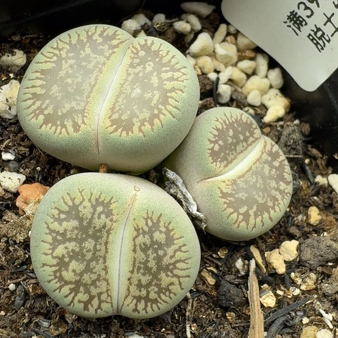 160多肉哈哈哈哈哈哈给哈哈