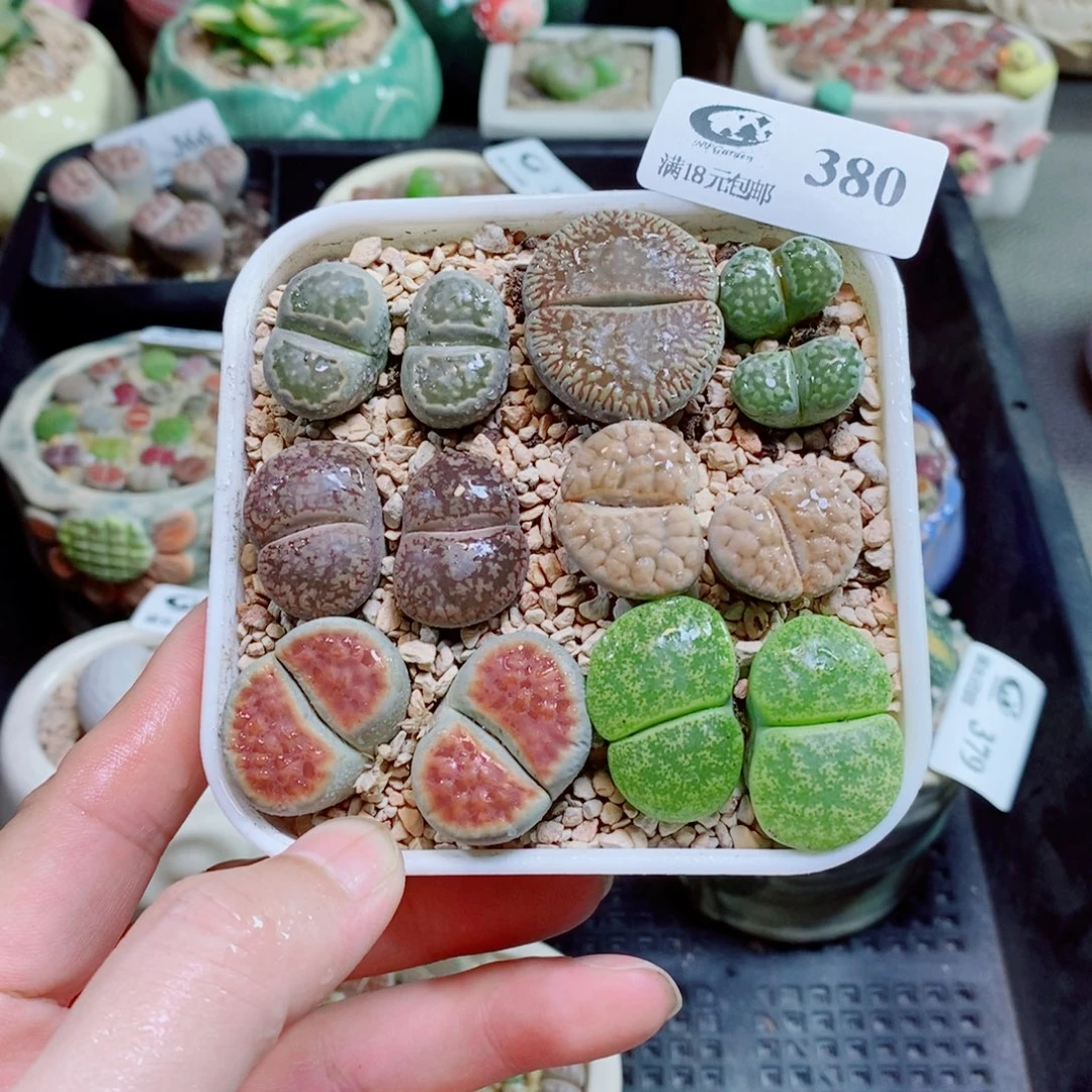 生石花花花花花花380