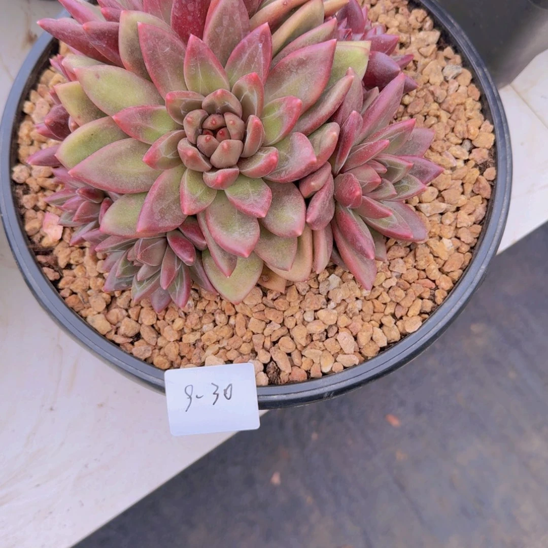 执****9-30迷雾泡泡多肉植物