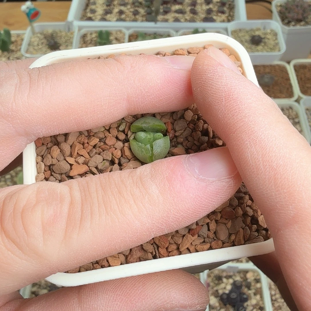 用****7dy19 647 毛dg2-21