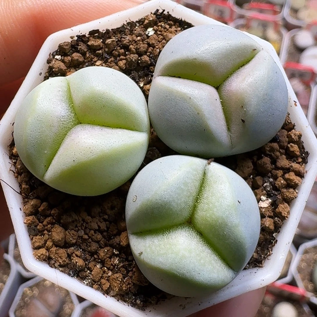生石花111111。   288