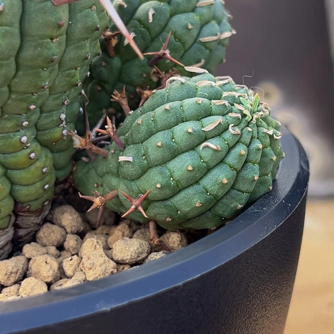 m群星冠侧芽寄养