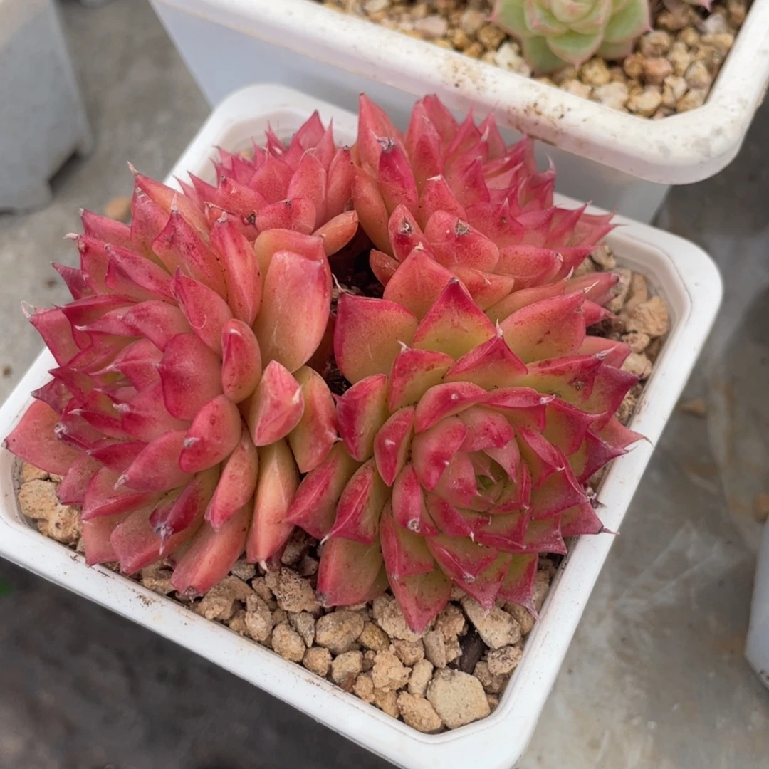 草莓单头群生9公分