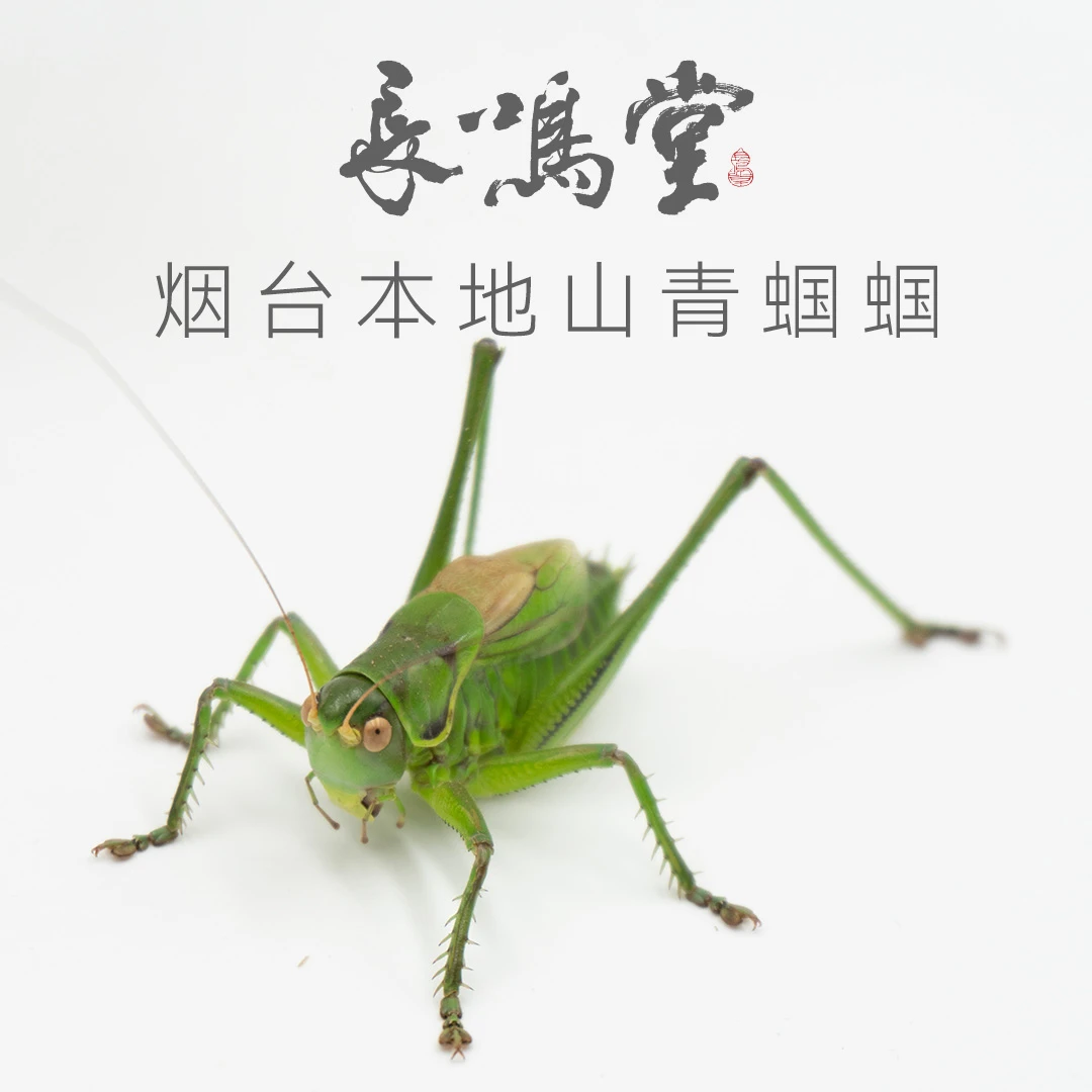 烟台本地野采新脱胶东山青蝈蝈活体鸣虫宠物