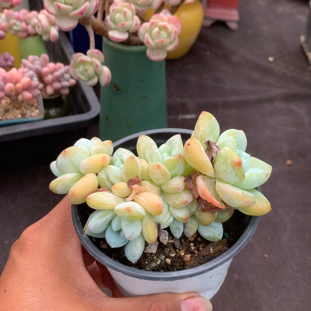 人工增水系统在国内已经应用相当