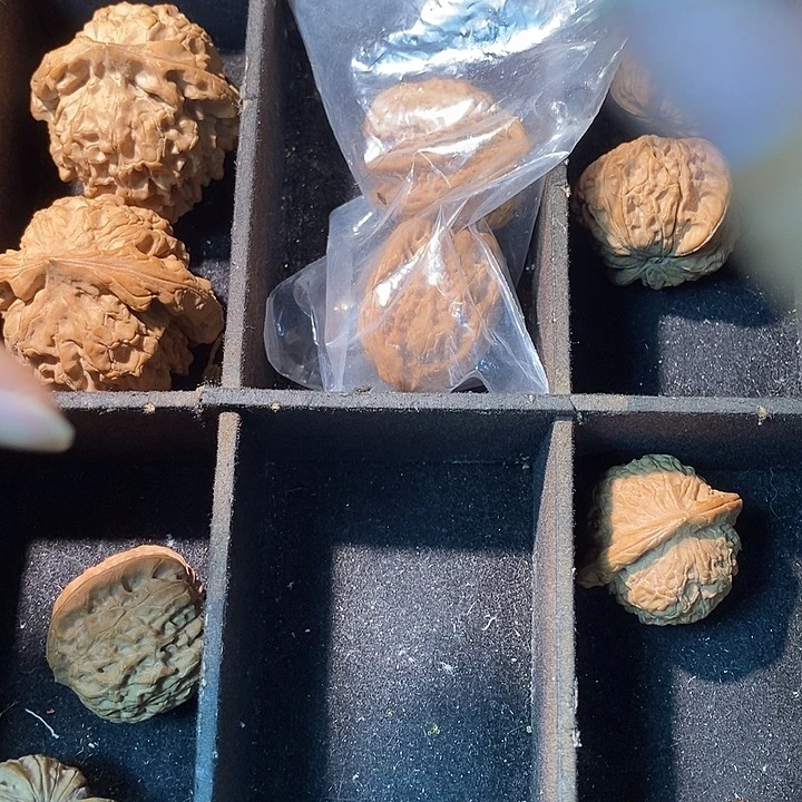 @***墨白狮子半臂喜欢拍加1