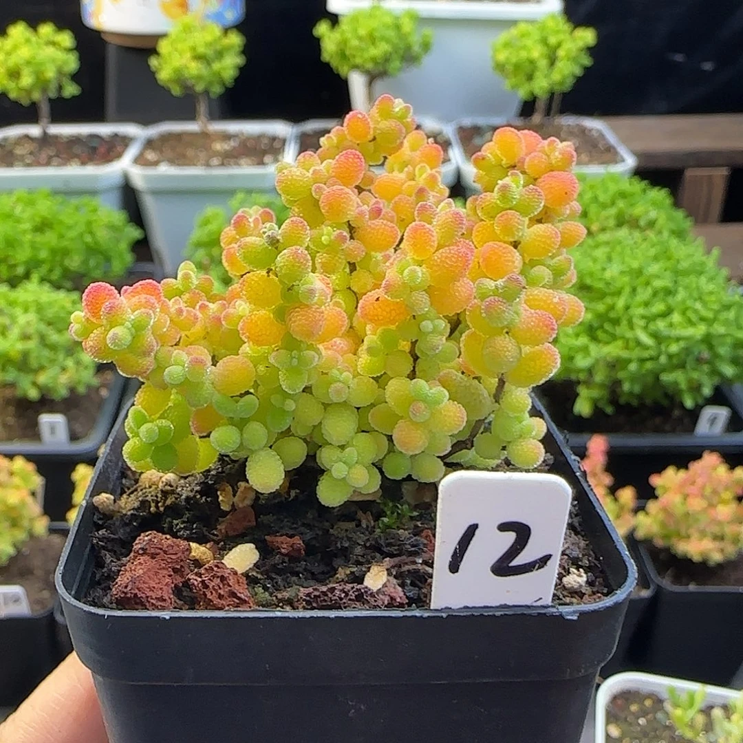 蜜橘糖球一物一拍