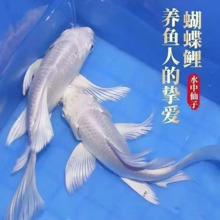 【渔场直销】冷水鱼正宗台湾普身蝴蝶鲤贵妃体圆鳍顺背耐活好养