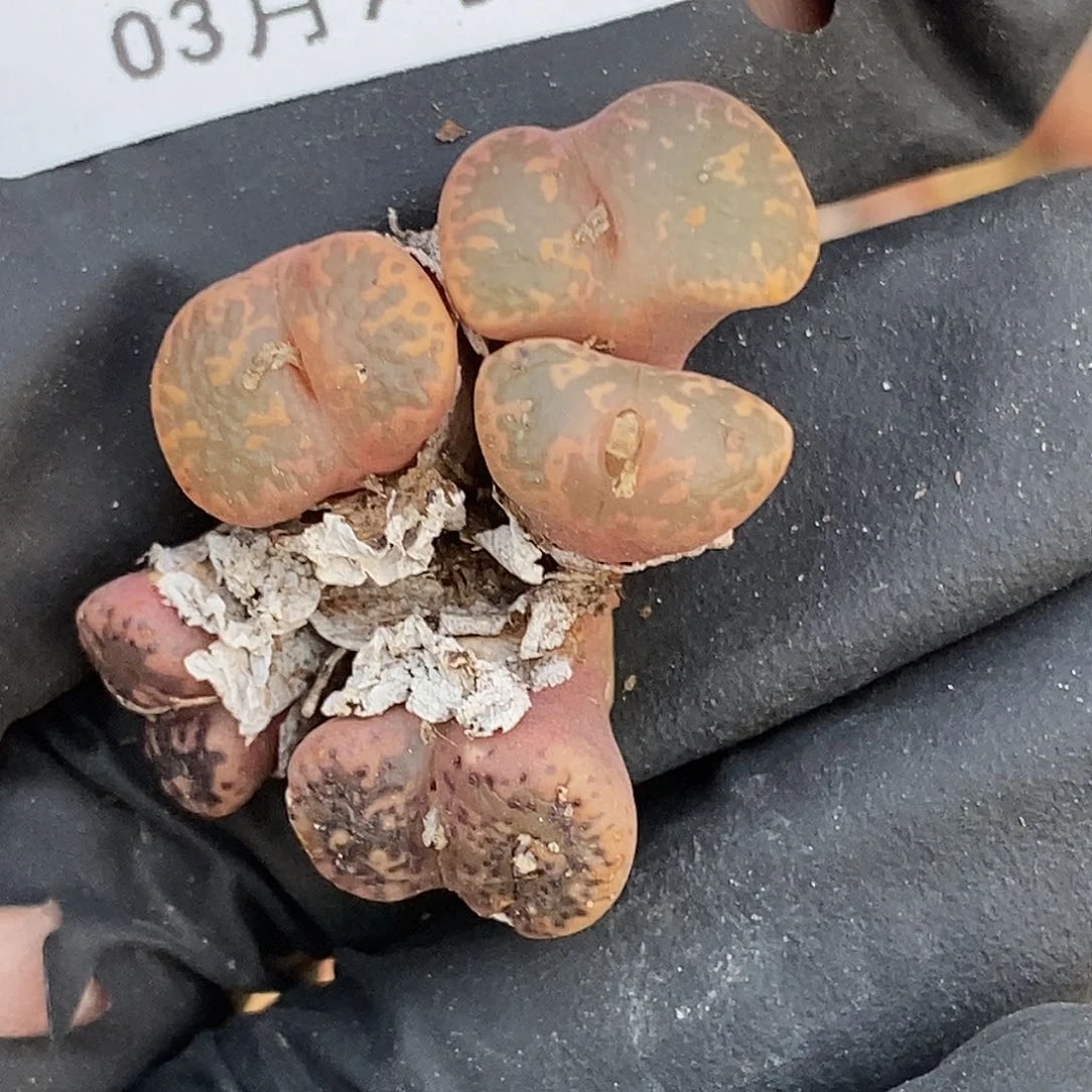 小*口桃喜花园0309-56勋章