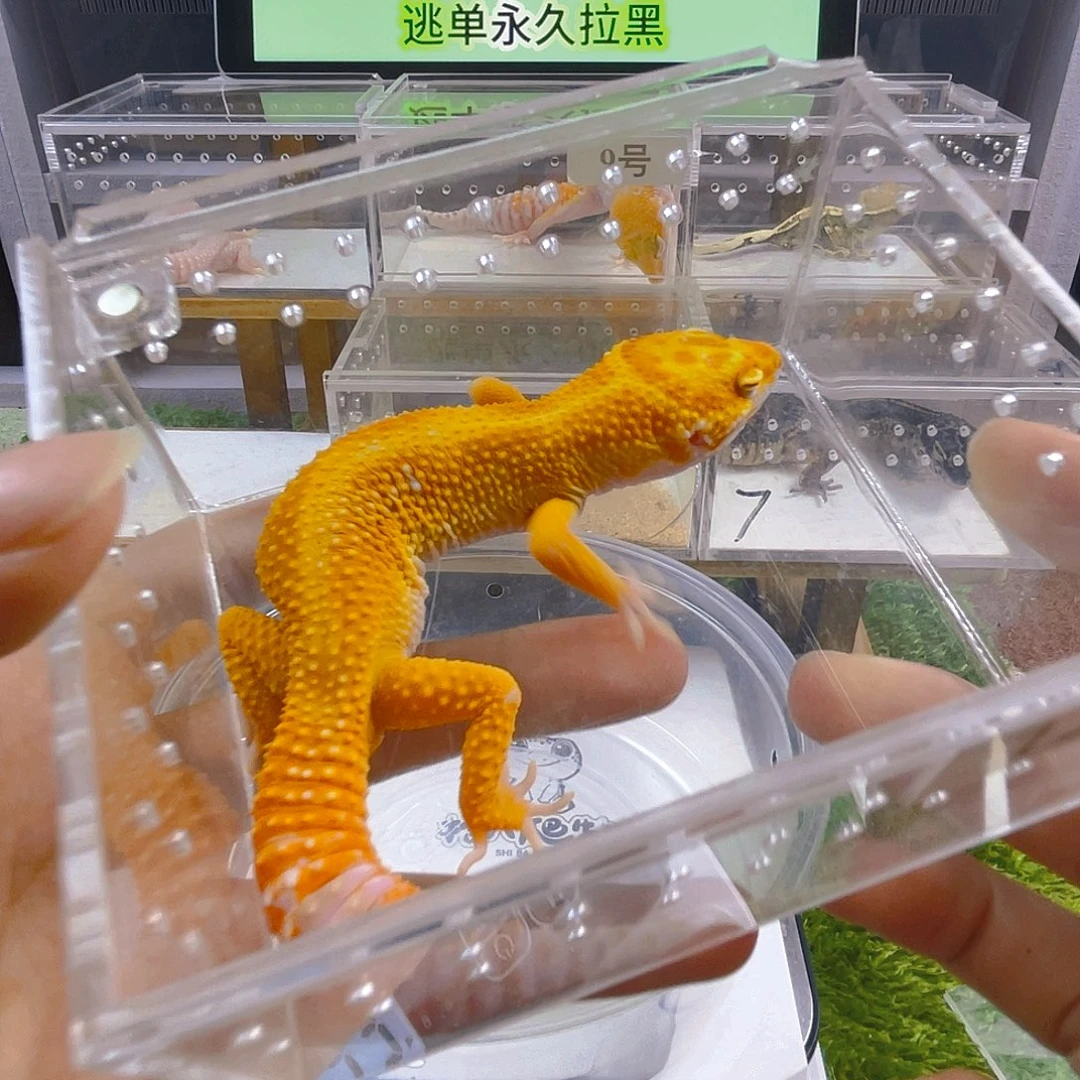 豹纹守宫守宫可爱好看迷人