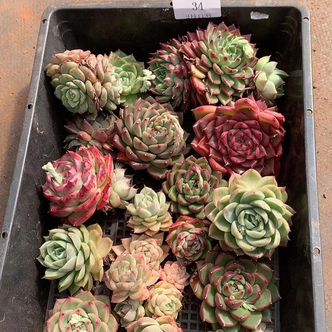 【闪购商品】云34号