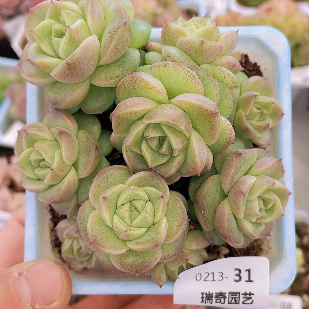 00000000000031量拍