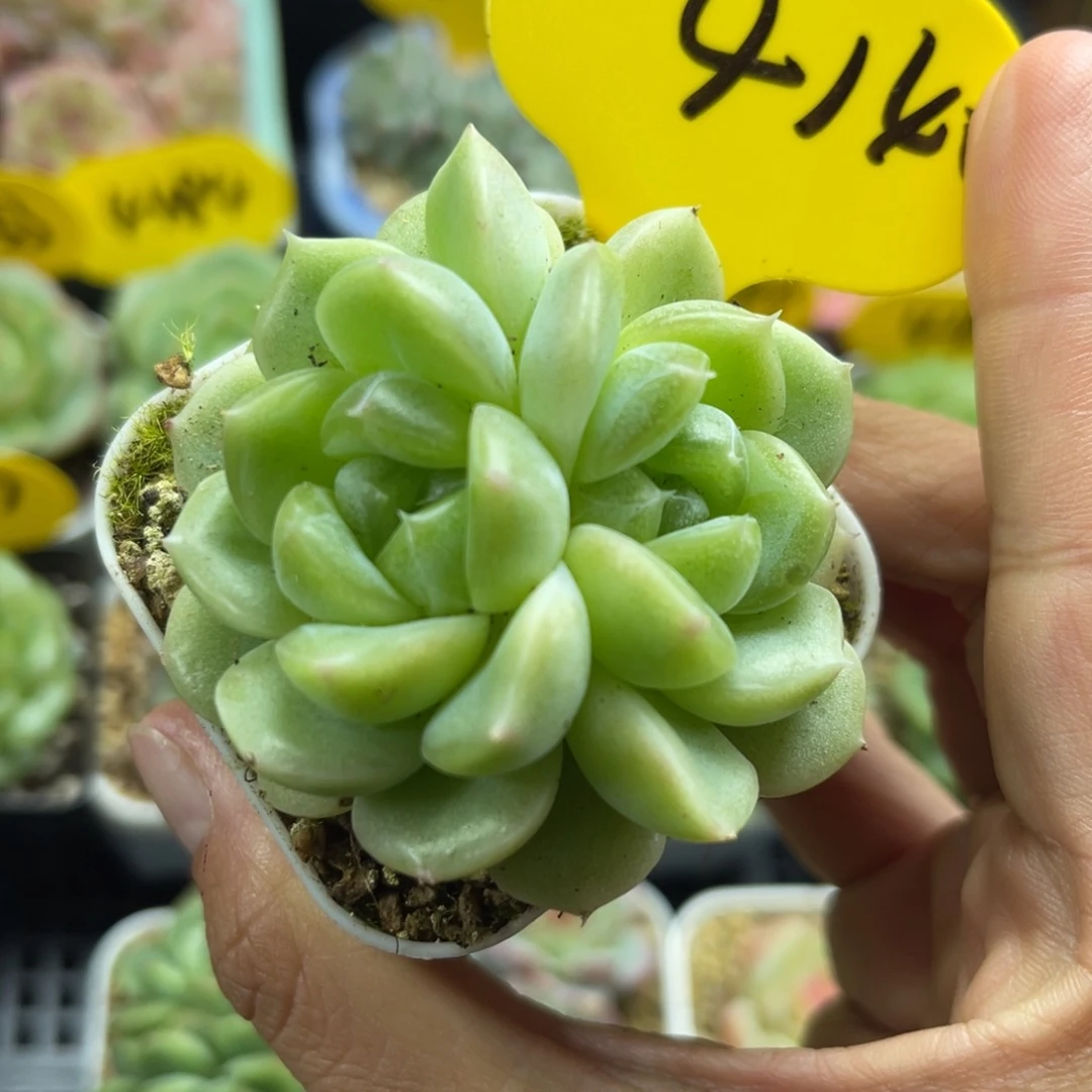 财富密码双头4140