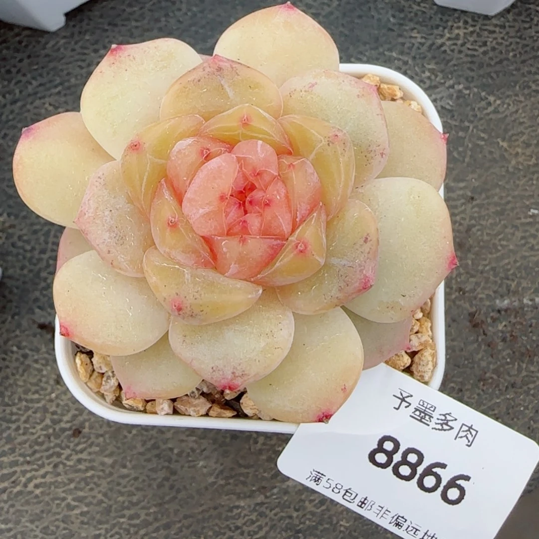 孤品，8866多肉植物