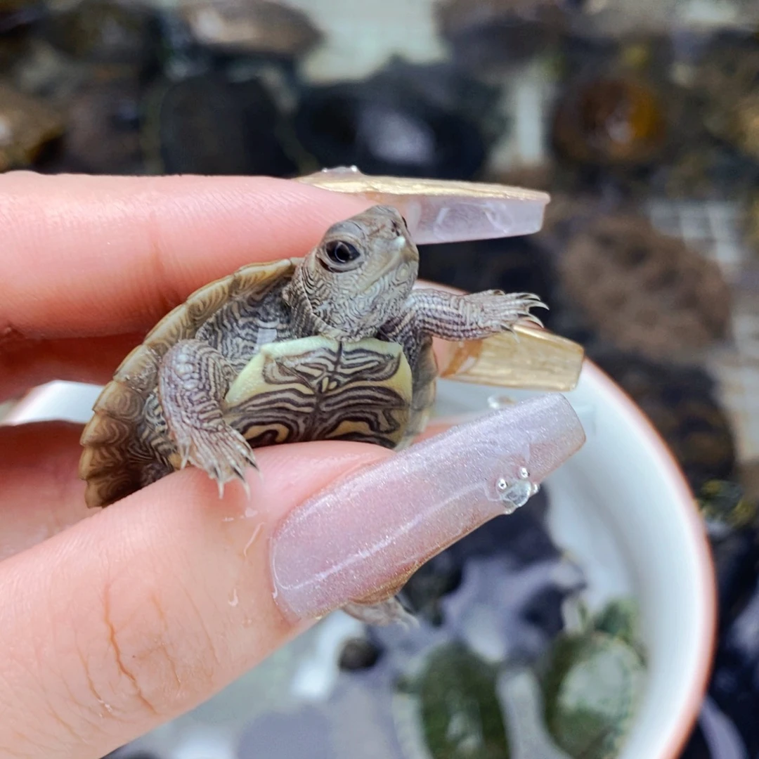 不分公母宠物龟魔眼地图苗