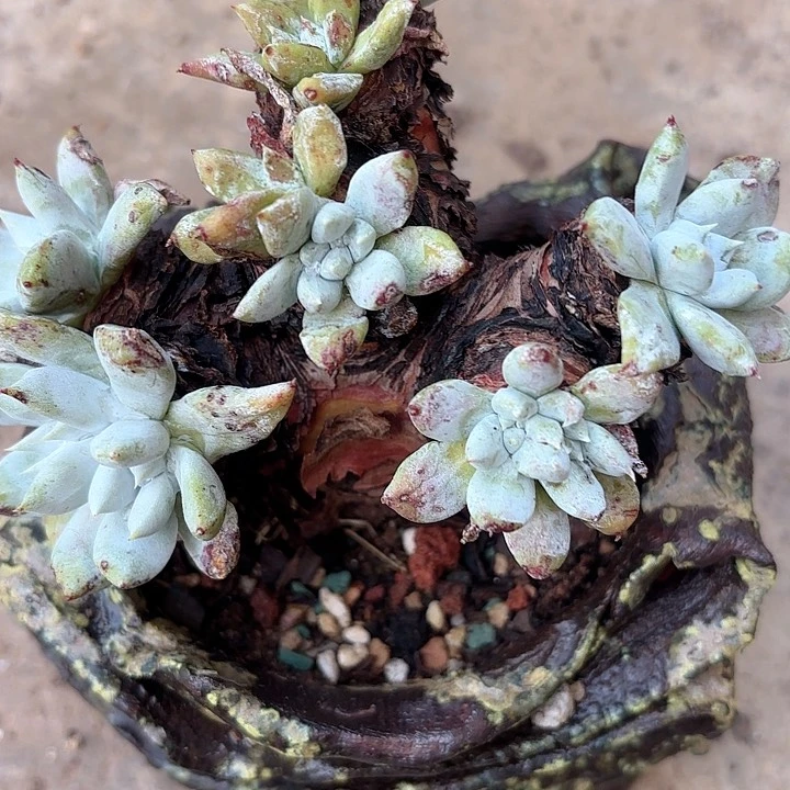 仙女杯多肉植物提取