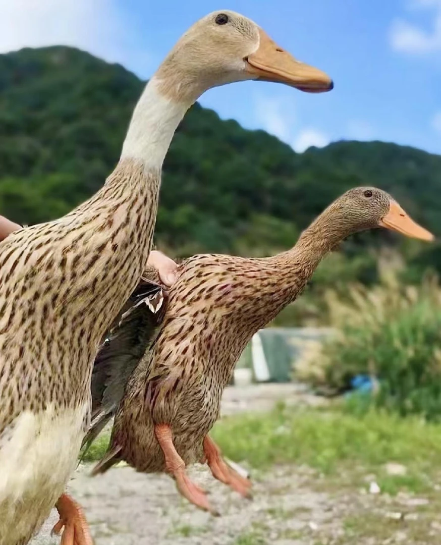 【山风农场稻田水鸭】福建宁德前洋村农家水鸭母宰杀福建正宗土菜鸭