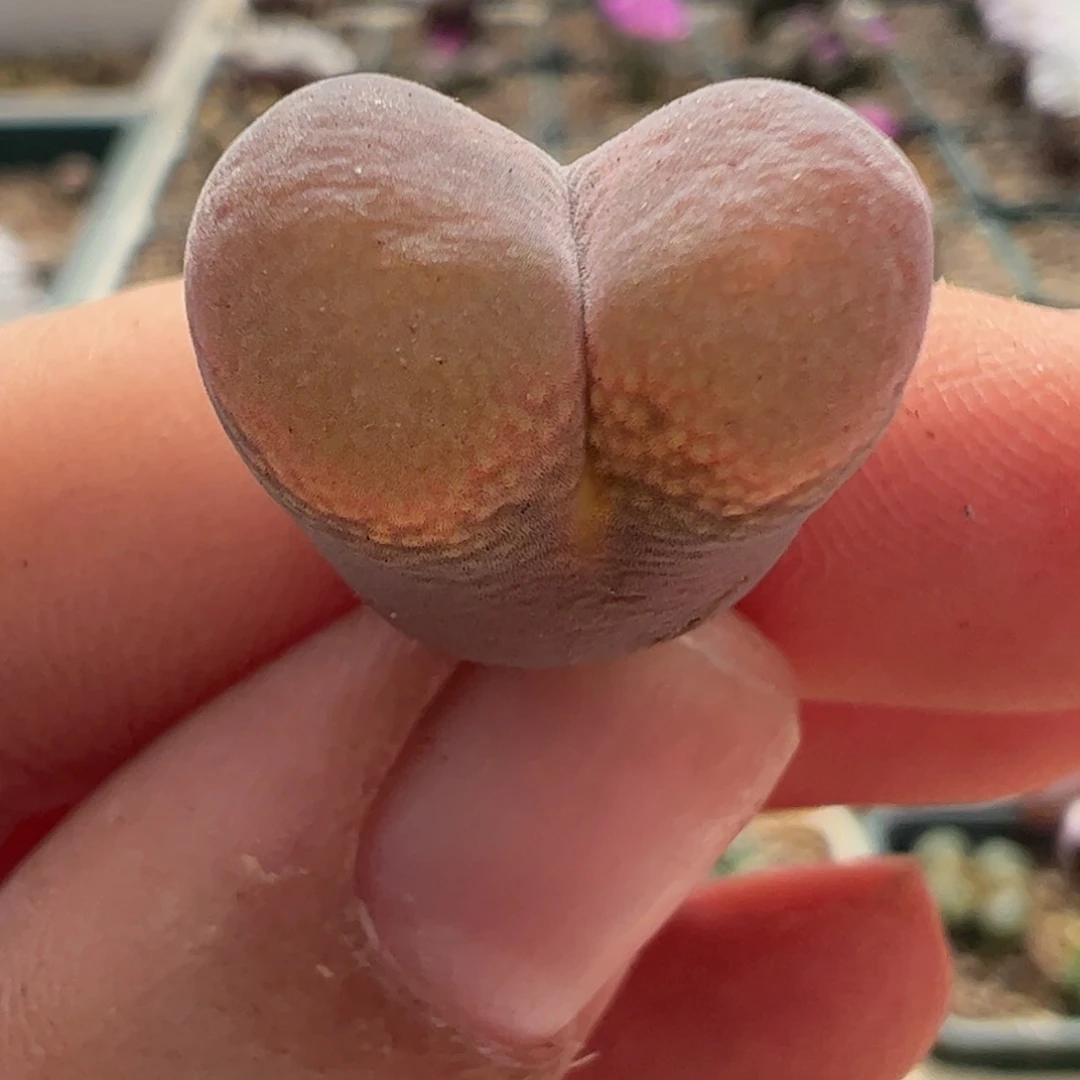 789 好看的肉锥冲冲冲