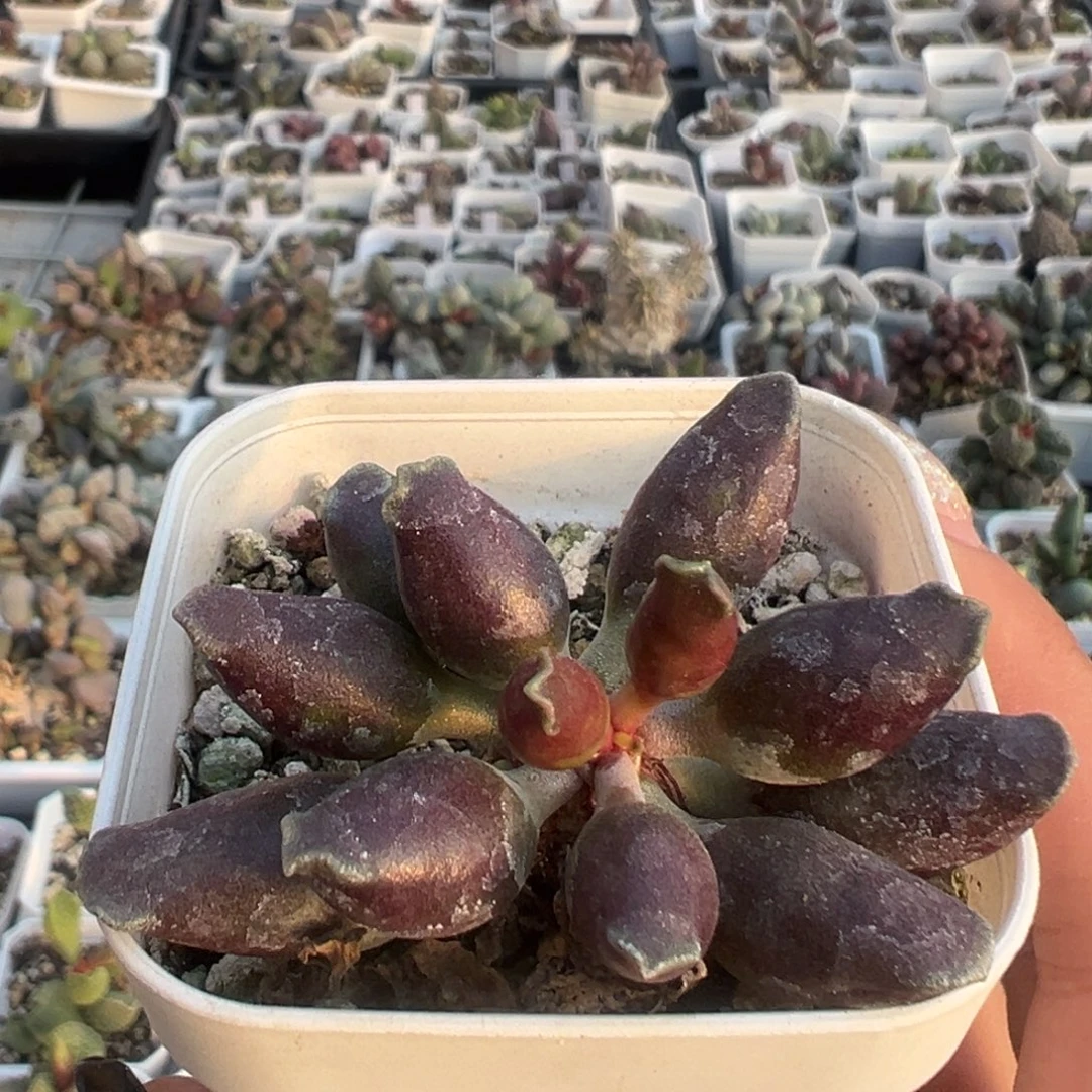 全紫斑海豹老桩多肉植物15