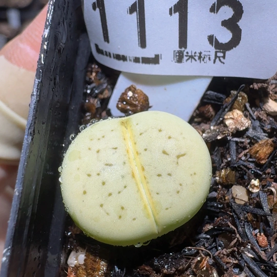 zzzz精品生石花1113