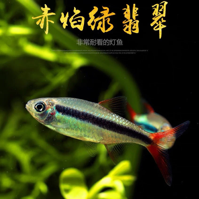 赤焰绿翡翠炽焰南美小型灯鱼西游品种活体热带观赏红尾