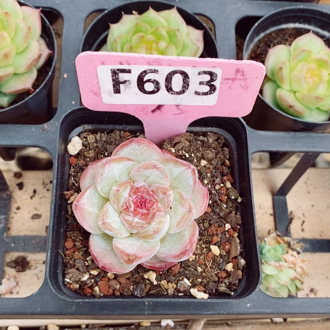 自*~绿冰5cm多肉植物