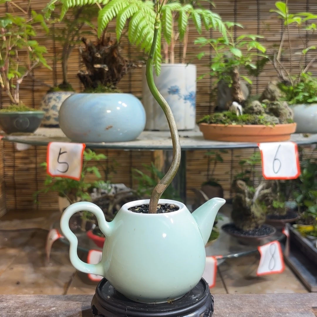 无花朵蓝*藤退款拉黑 一物一拍86