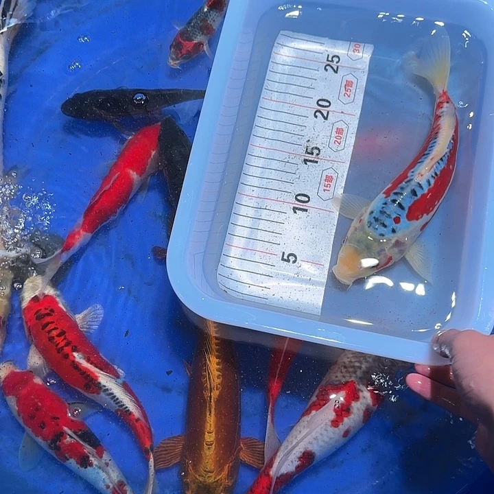 冰***灬海水成功后会哥哥风风光光回复