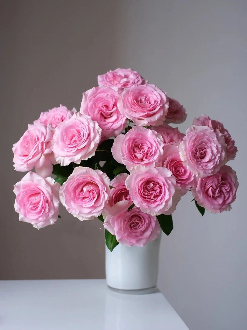 洛神玫瑰 鲜花 收到需醒花 云南基地直发 揽收无法退款