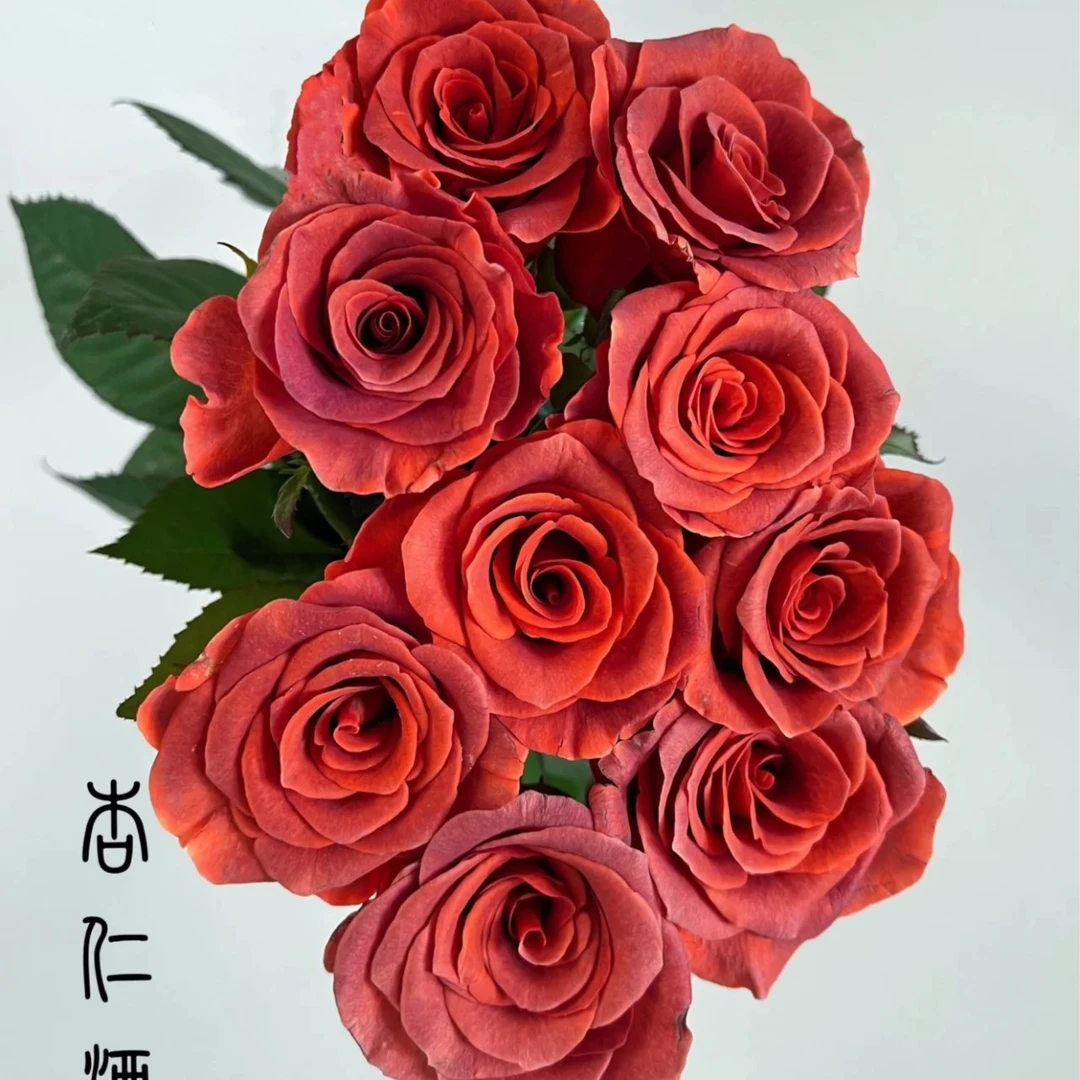 单头杏仁酒玫瑰鲜切花复古若美斯云南基地直发顺丰