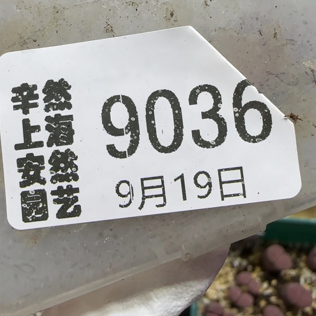 风***月9.19。  紫花纹。  9036有腿