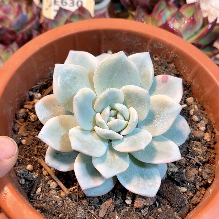橙梦露锦惊鸿一瞥多肉植物