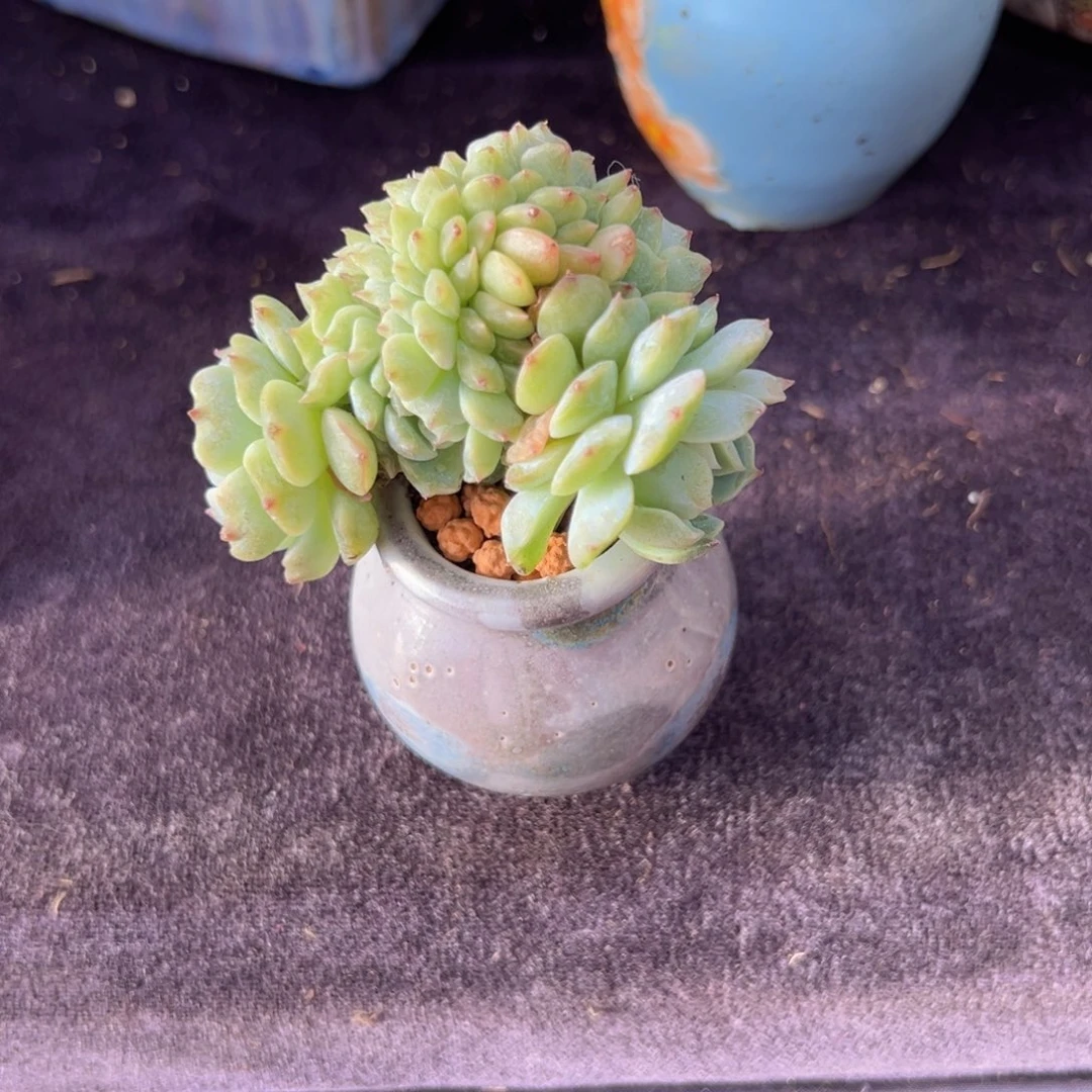 雨*新年快乐啊宝宝们8888888