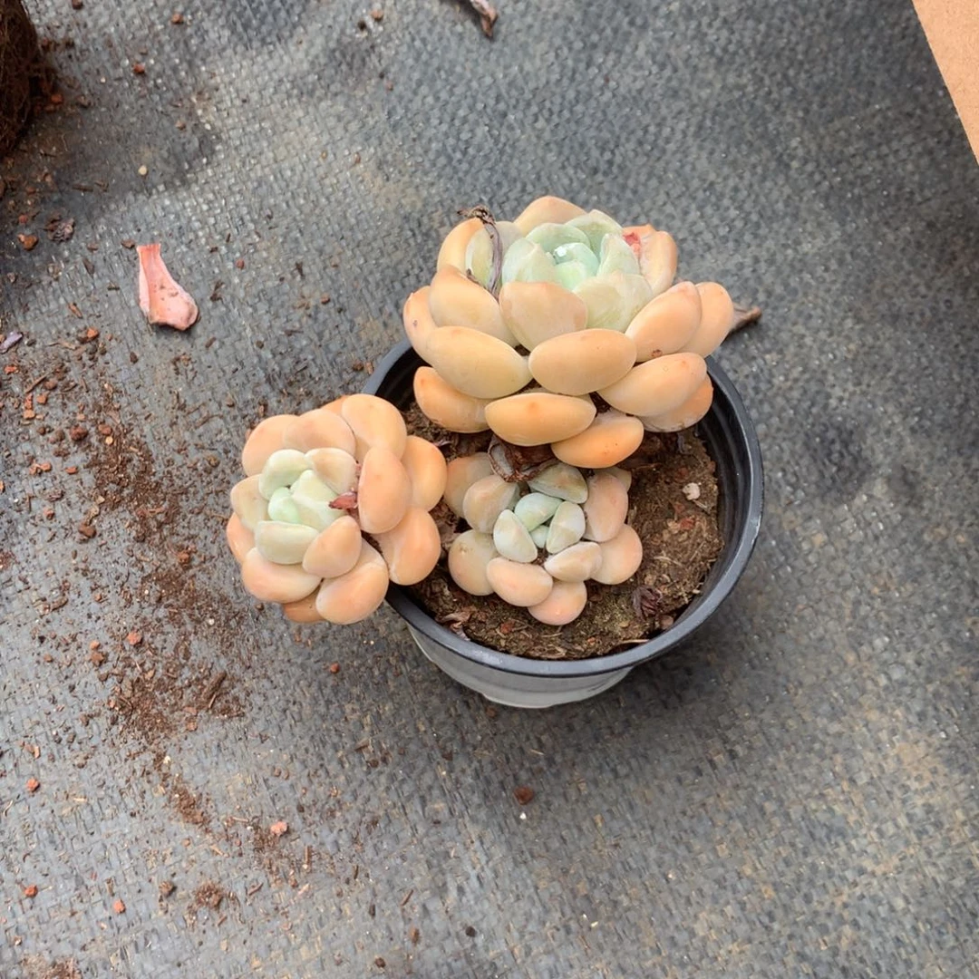 朱***茵你不去上班就好哦你