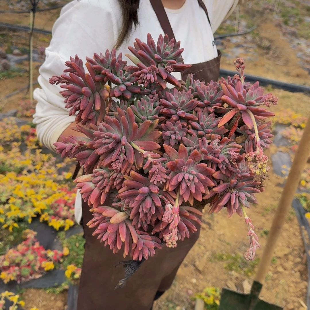 秋丽 一颗 不包损25公分起