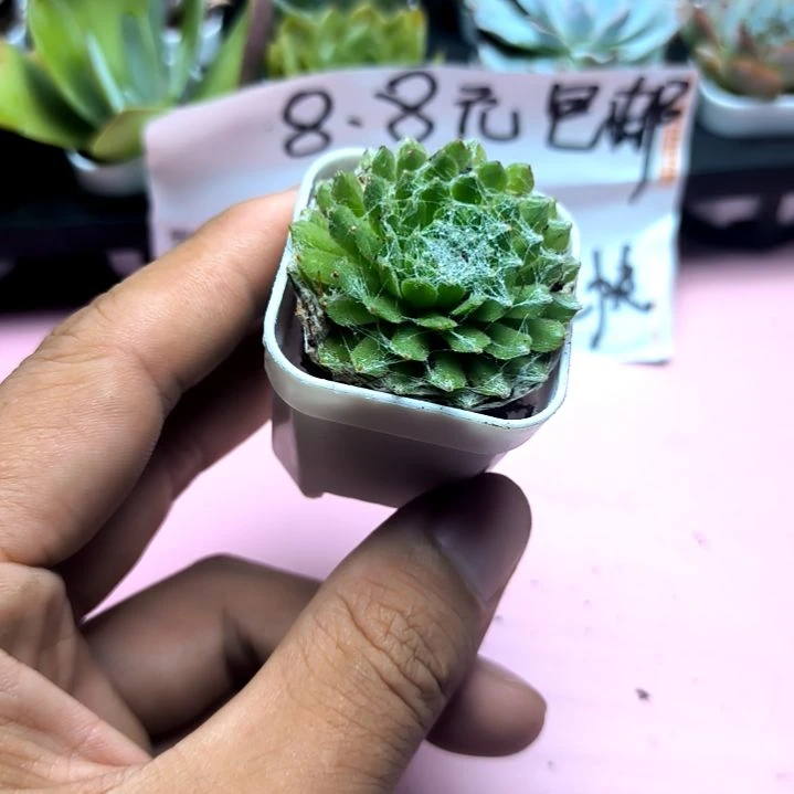 蛛丝卷，满8.8包邮