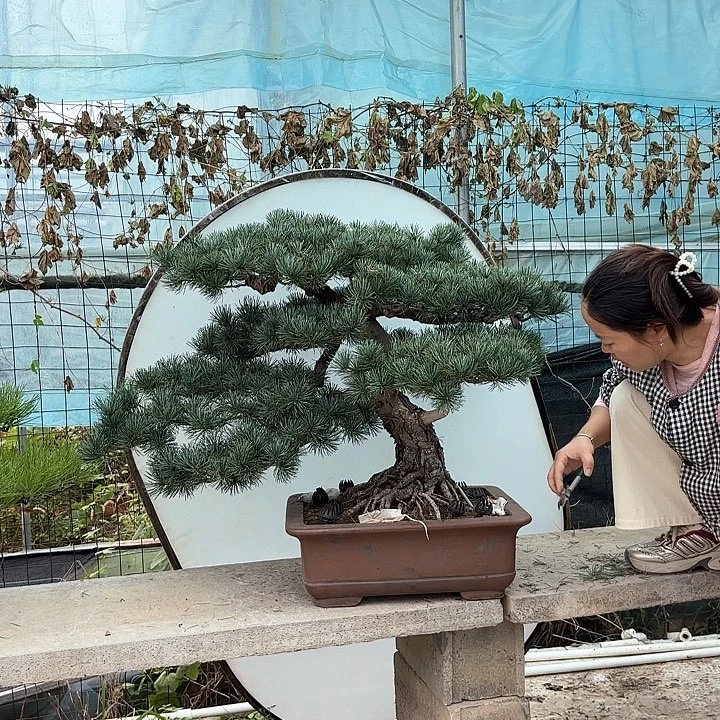 野***生无花朵五针松包邮到家