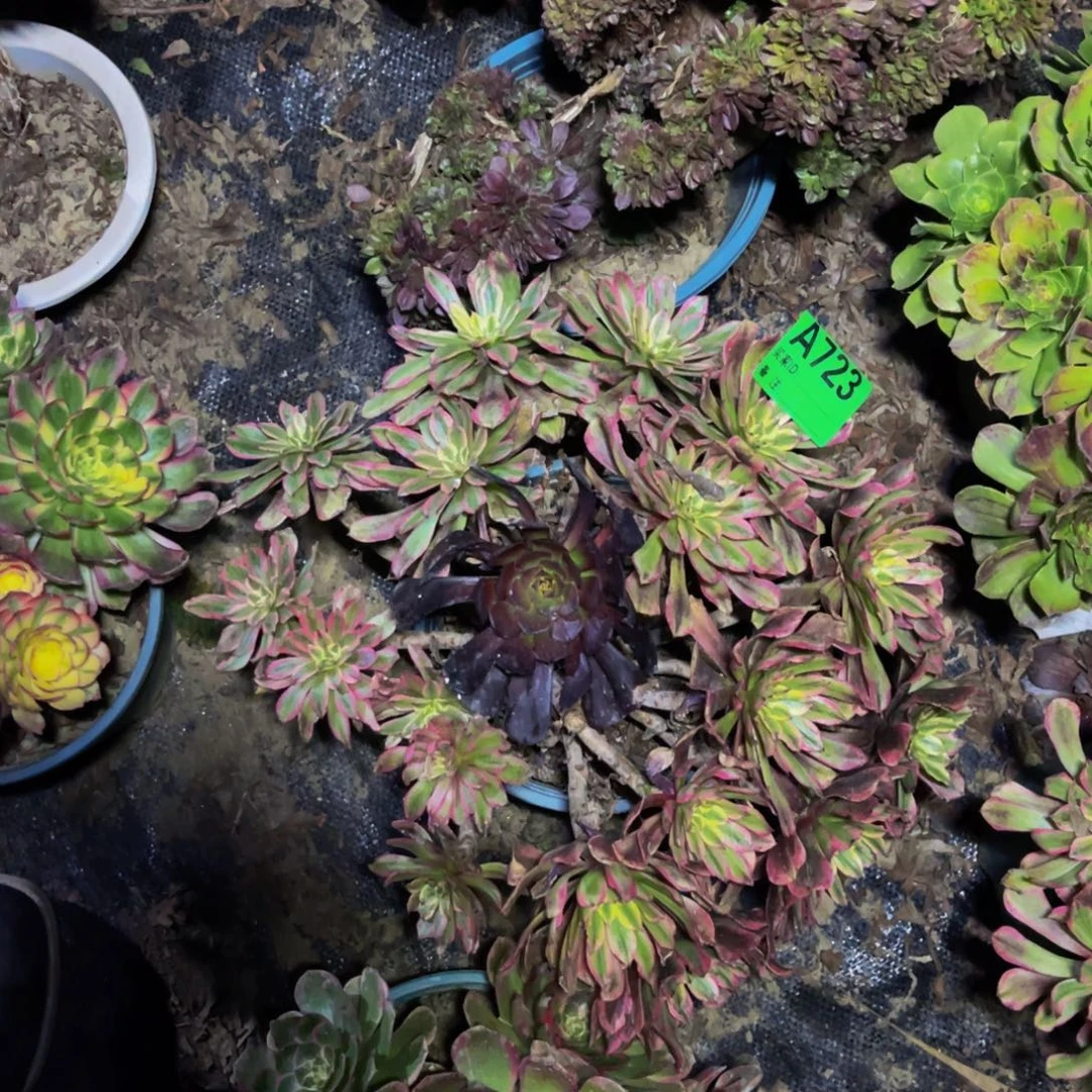 糖果粉黛法师1-45